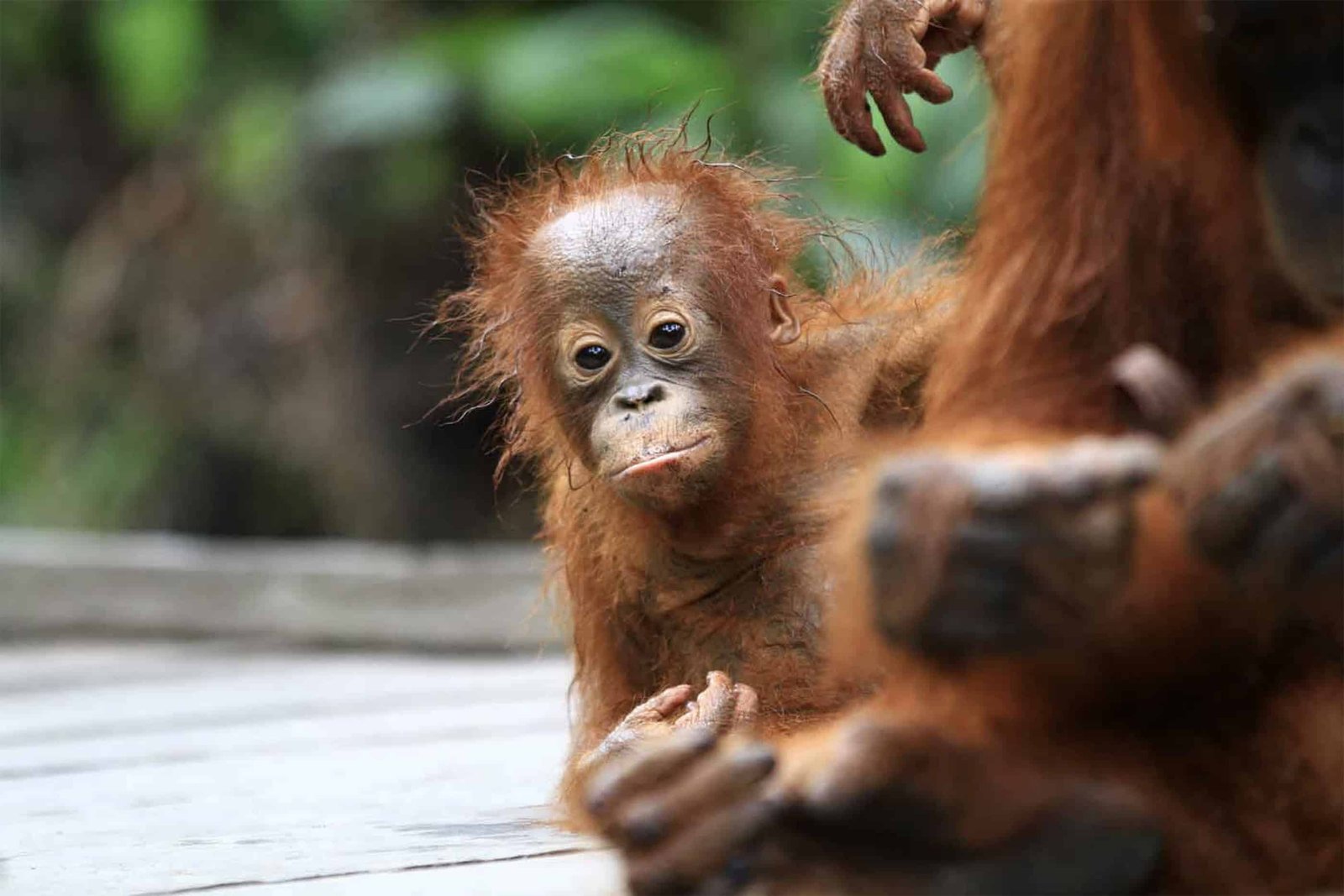 Climate Partner junger Orang Utan