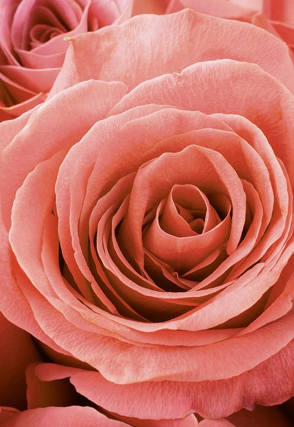 CARE Upcylcling Rosen Zartrosa