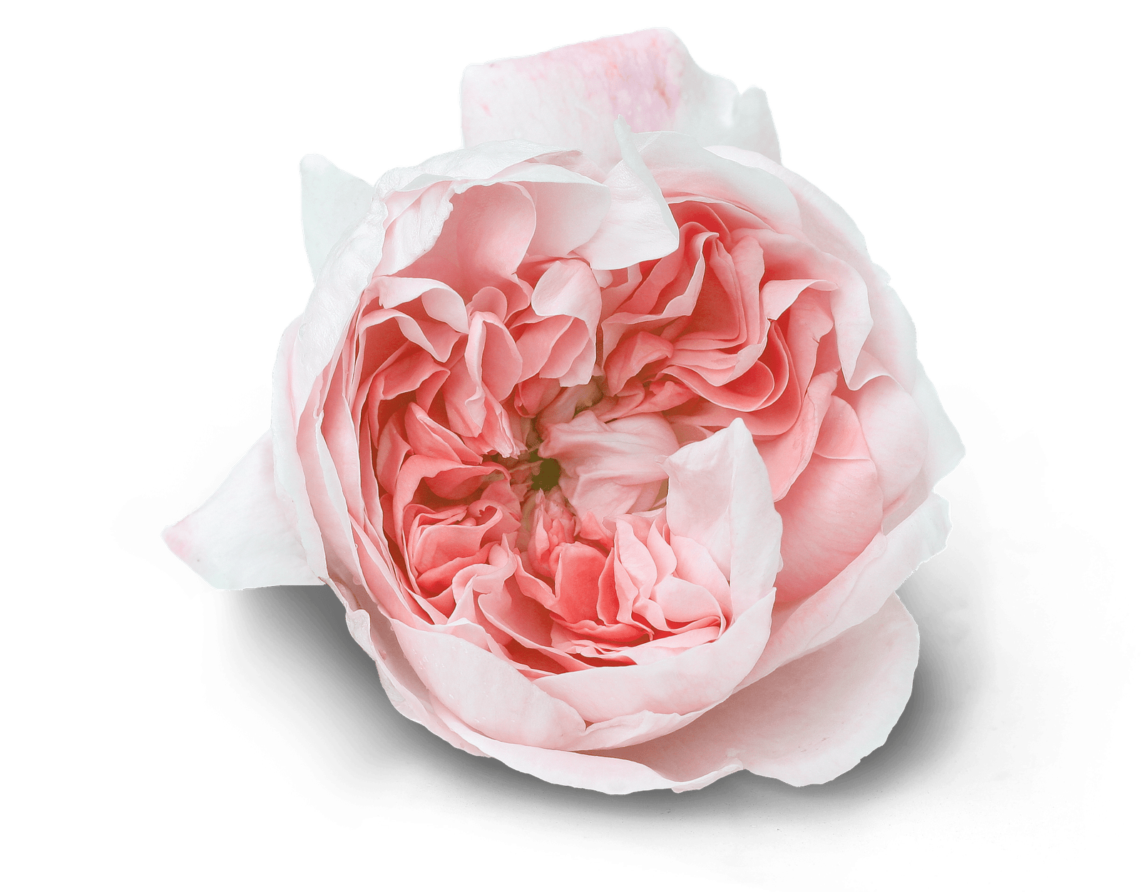 CARE upcycling Rose